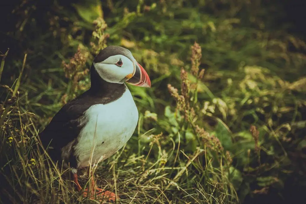 Ontdek de Beste Accommodaties in IJsland voor een Onvergetelijke Reis 7 Papegaaivogel