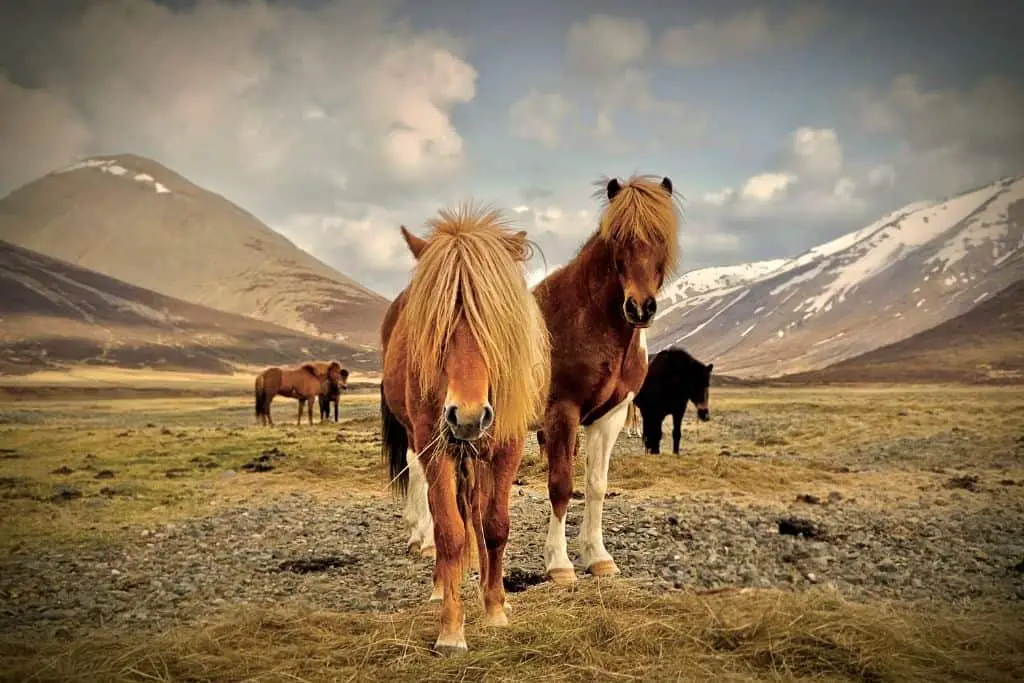 Ontdek de Beste Accommodaties in IJsland voor een Onvergetelijke Reis 6 IJslandse Paarden