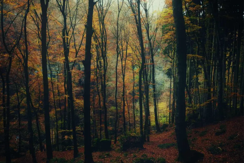 De 6 mooiste plekken van Luxemburg! 10 Mullerthal, een mooie streek in Luxemburg om op vakantie te gaan of om te wandelen