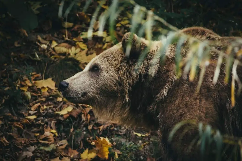 De allermooiste bezienswaardigheden van Bern! 9 Beren zijn het symbool voor bern