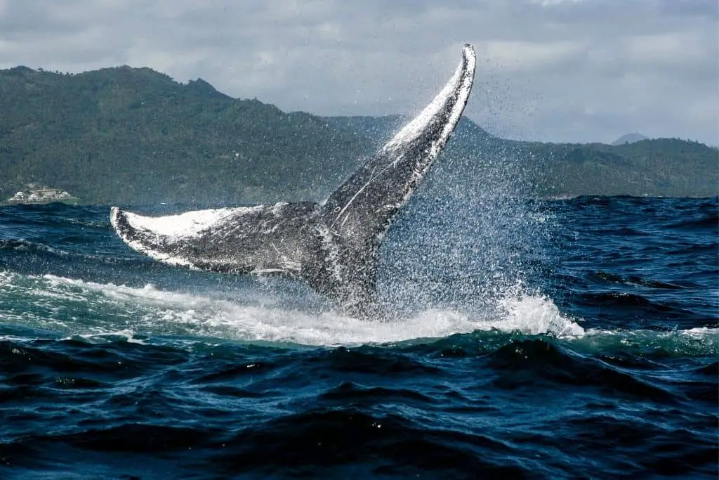 Walvissen spotten? De beste 11 plekken ter wereld op een rijtje! 9 Whale watching Samana
