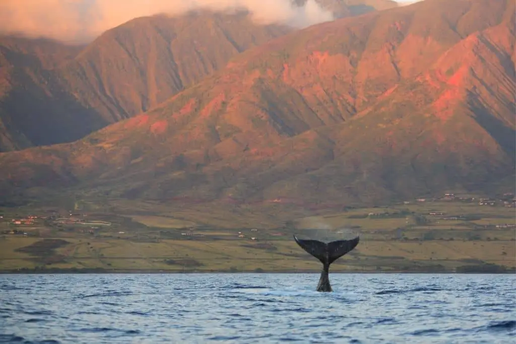 Walvissen spotten? De beste 11 plekken ter wereld op een rijtje! 14 Maui walvsispotten