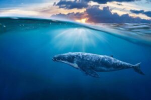 IJsland 23 Walvissen spotten: de beste plekken ter wereld