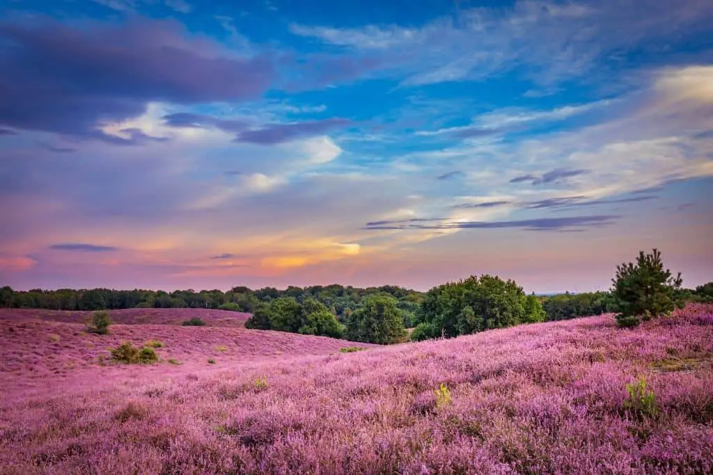 Kamperen op de Veluwe? 13 bezienswaardigheden op een rij! 1 Bezienswaardigheden op de veluwe
