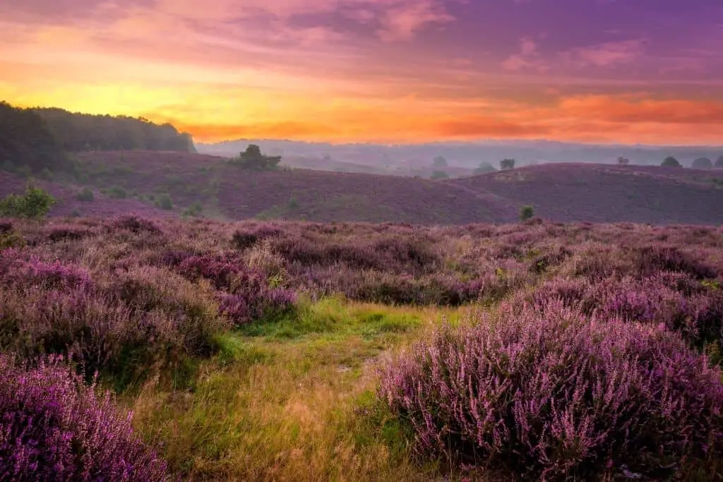 Kamperen op de Veluwe? 13 bezienswaardigheden op een rij! 8 Posbank veluwe