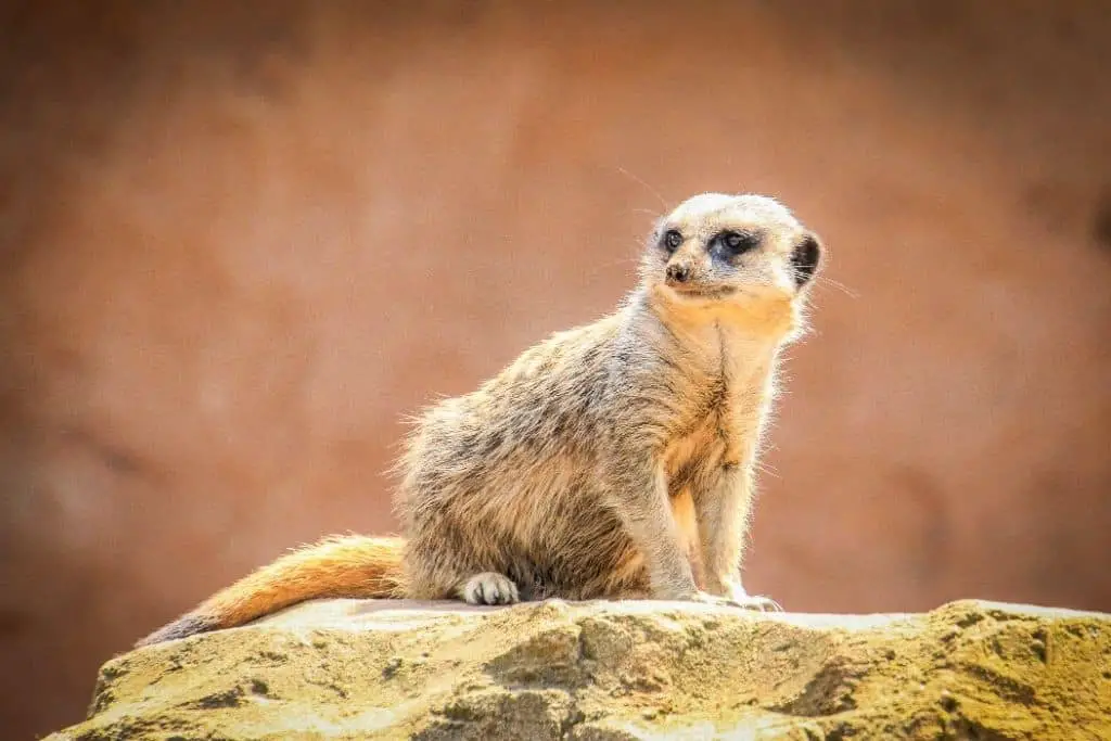 Kamperen op de Veluwe? 13 bezienswaardigheden op een rij! 14 Bezienswaardigheid veluwe, burgers zoo
