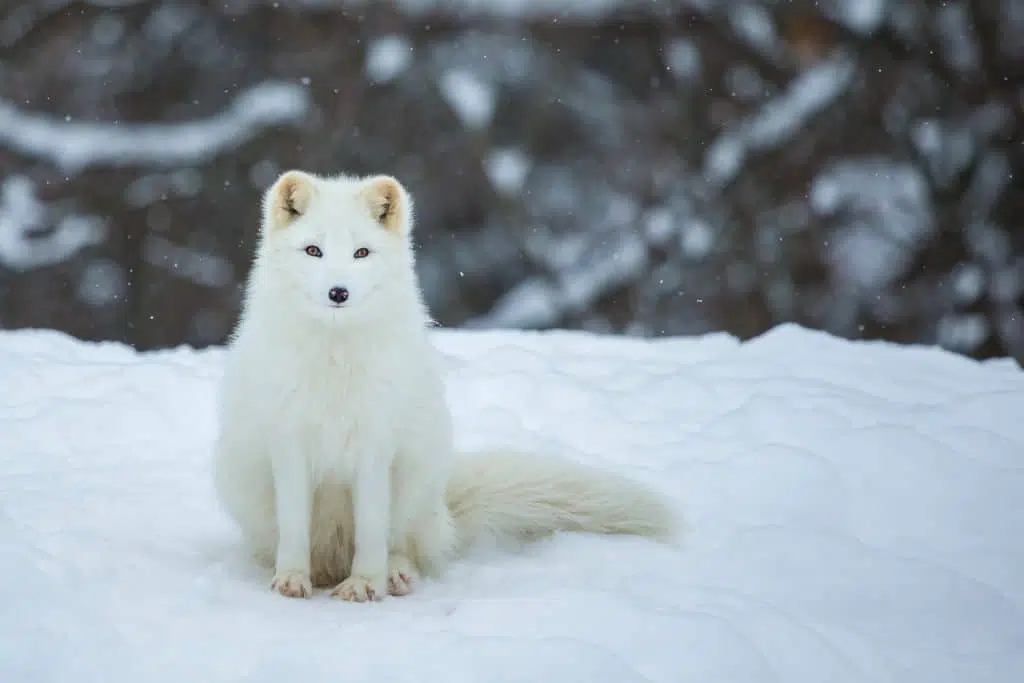 De 21 leuke weetjes over IJsland - Alles over IJsland 10 LEuk IJsland Feitje: de poolvos is het enige landzoogdier