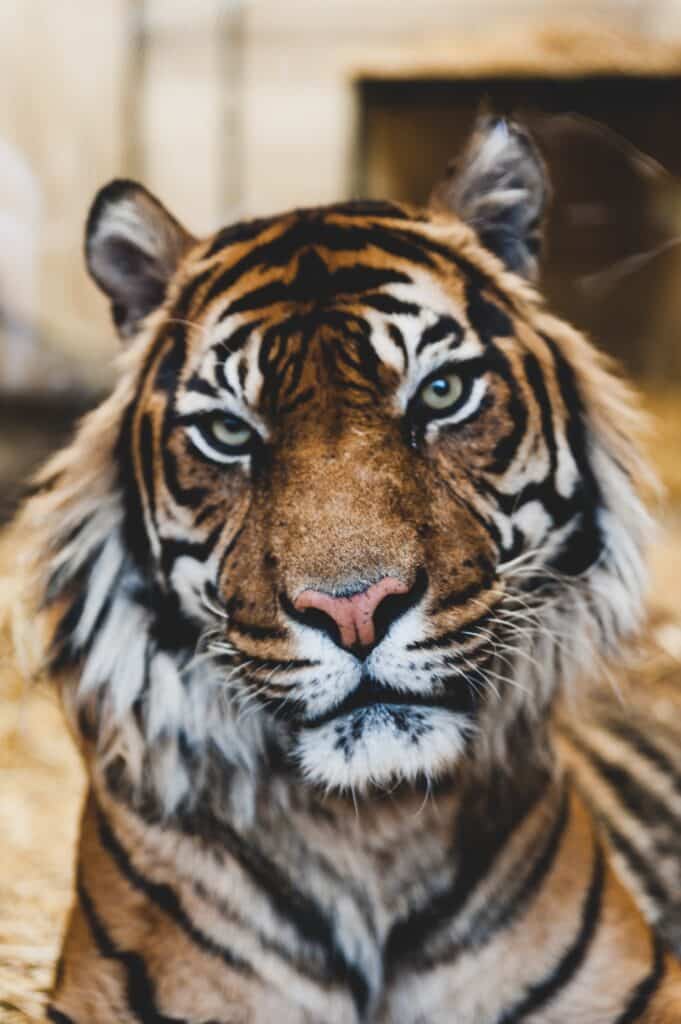 De 26 leukste bezienswaardigheden in Edinburgh 25 bezoek de dierentuin van Edinburgh