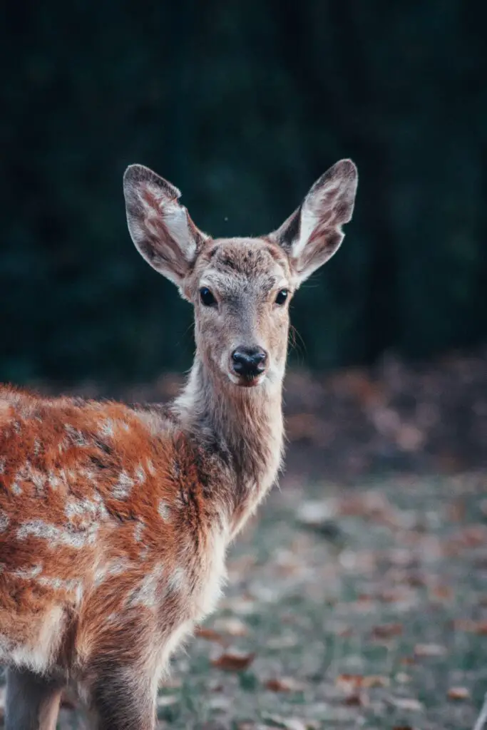 Dierentuin Neurenberg