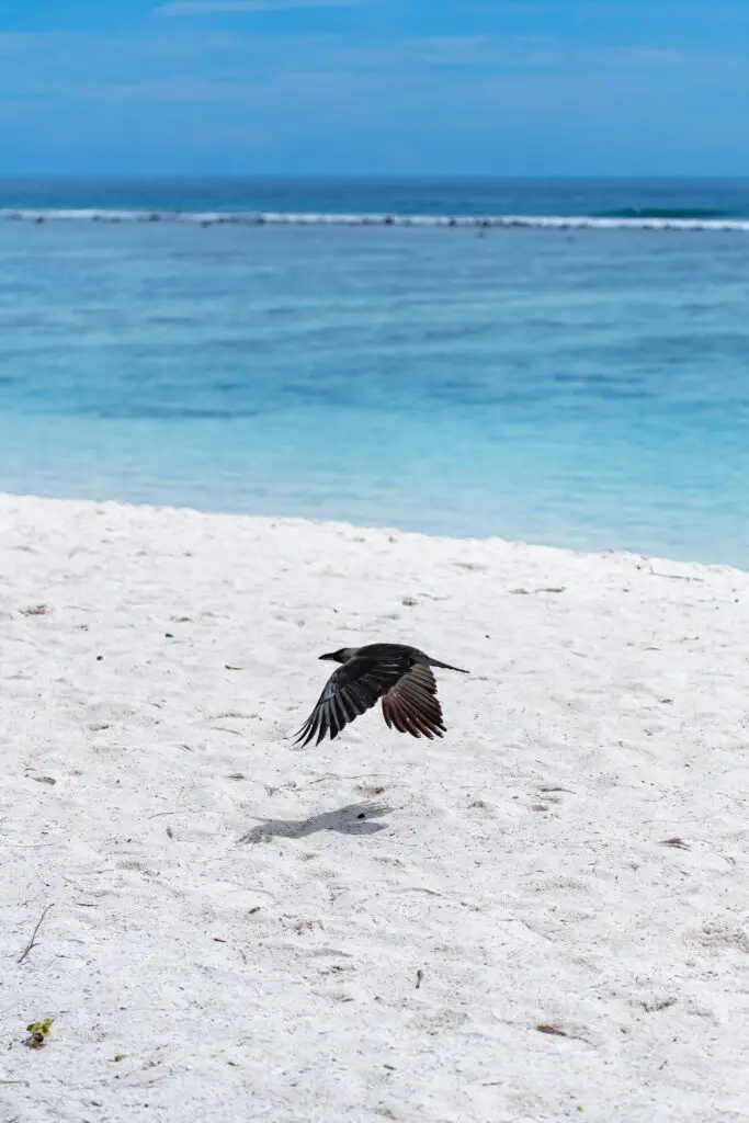 8 x de mooiste stranden Malediven 5 Hulhumale strand vakantie malediven