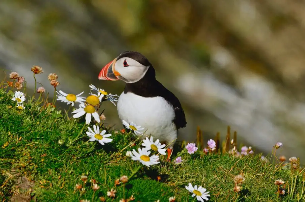 De 20 mooiste plekken in de Schotse Hooglanden: Bezienswaardigheden + Reisroute 24 Shetland eilanden