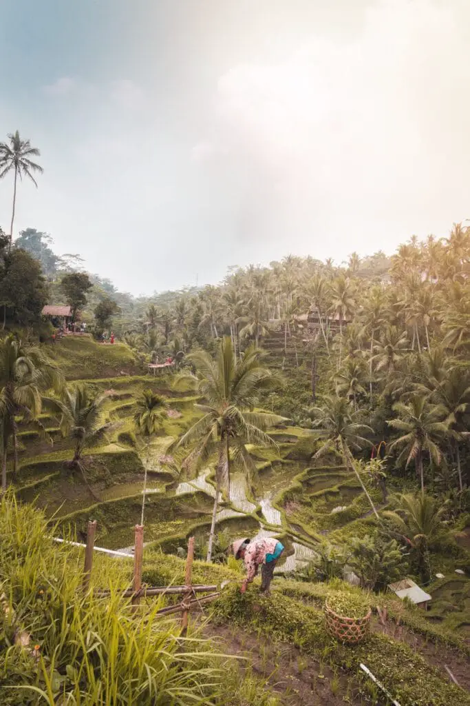 Canggu, Bali: De volledige gids! 19 wat te doen canggu