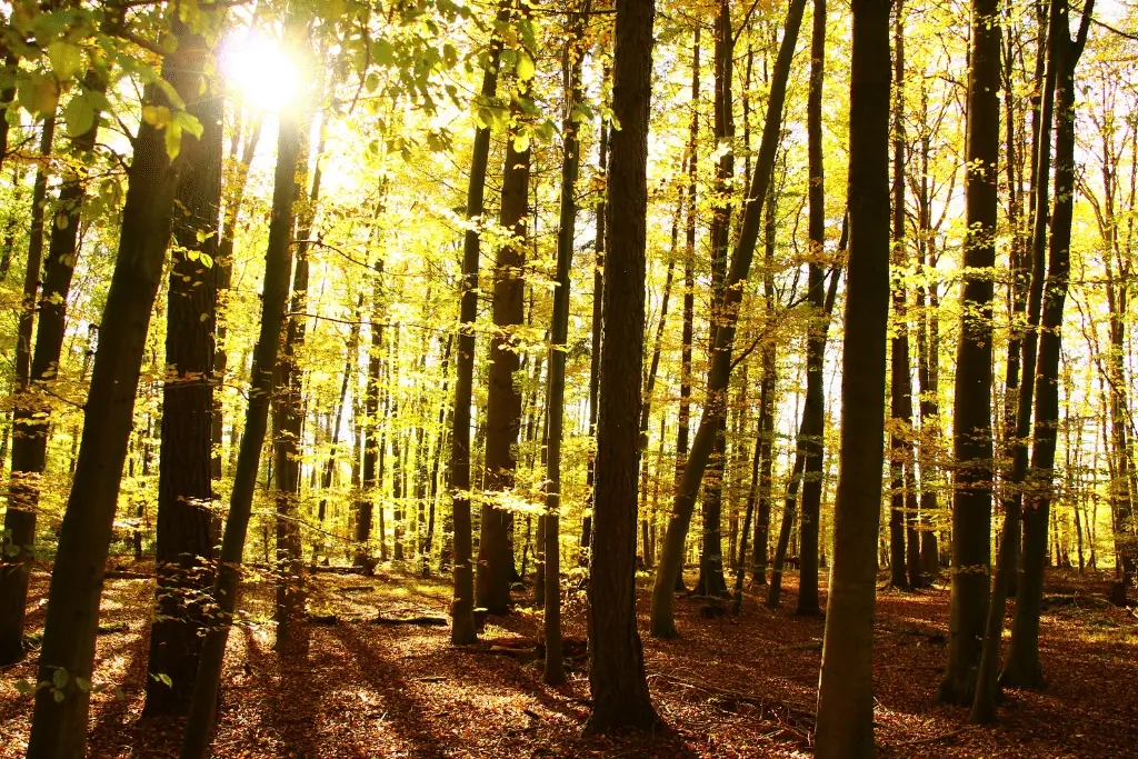 Vakantie Rijnland-Palts (Duitsland): tips & bezienswaardigheden 16 tips rijnland palts