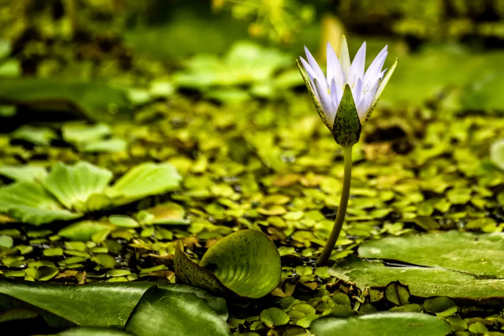 Zagreb: De leukste bezienswaardigheden, tips & trucs 16 Botanische tuinen