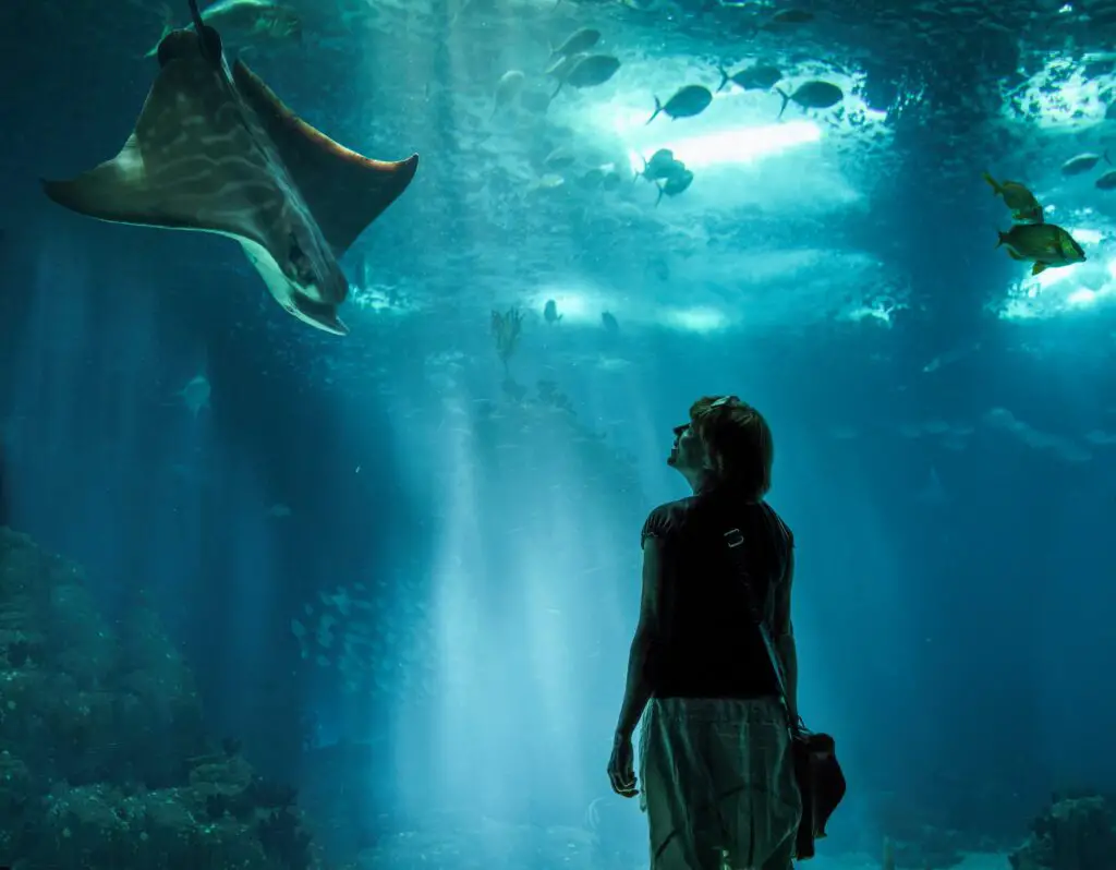 De leukste bezienswaardigheden in Lissabon 21 Oceanário de Lisboa