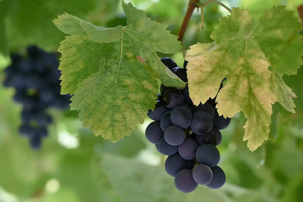 Geniet van het prachtige landschap en heerlijke wijnen in de Douro vallei 7 wijngaarden portugal