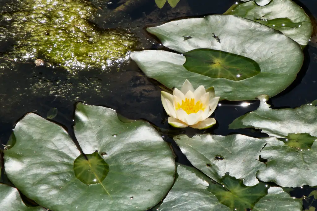 Bezoek de historische stad Keulen 20 botanische tuin keulen
